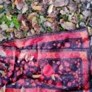 Kingdom Garden Scarf