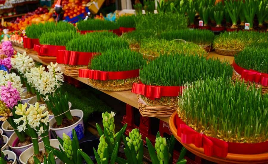 How to Make Sabzeh for Nowruz 