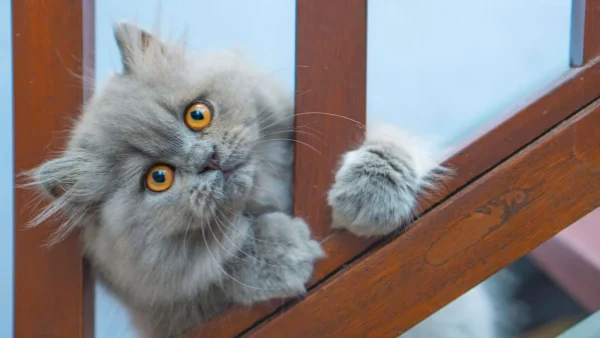 Persian cat orange