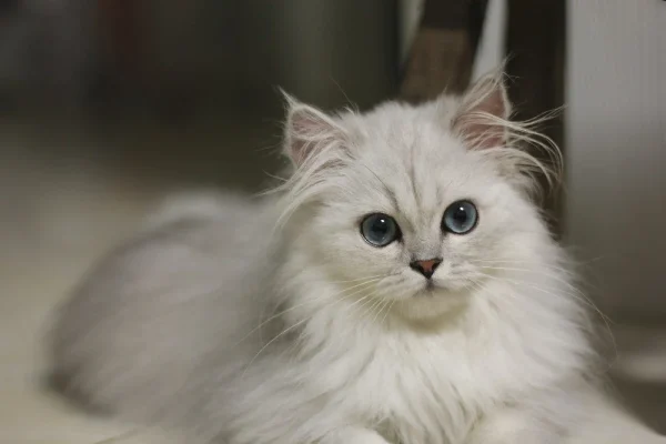 Persian cat for sale