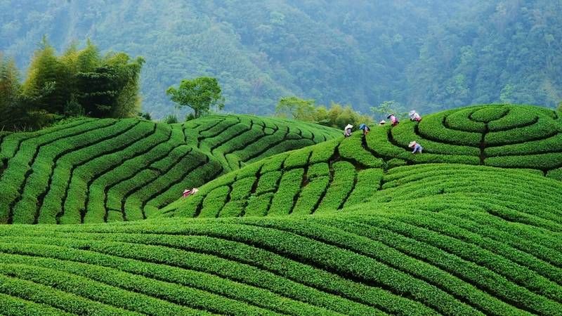 Tea plantation with lush green tea bushes under a clear sky.