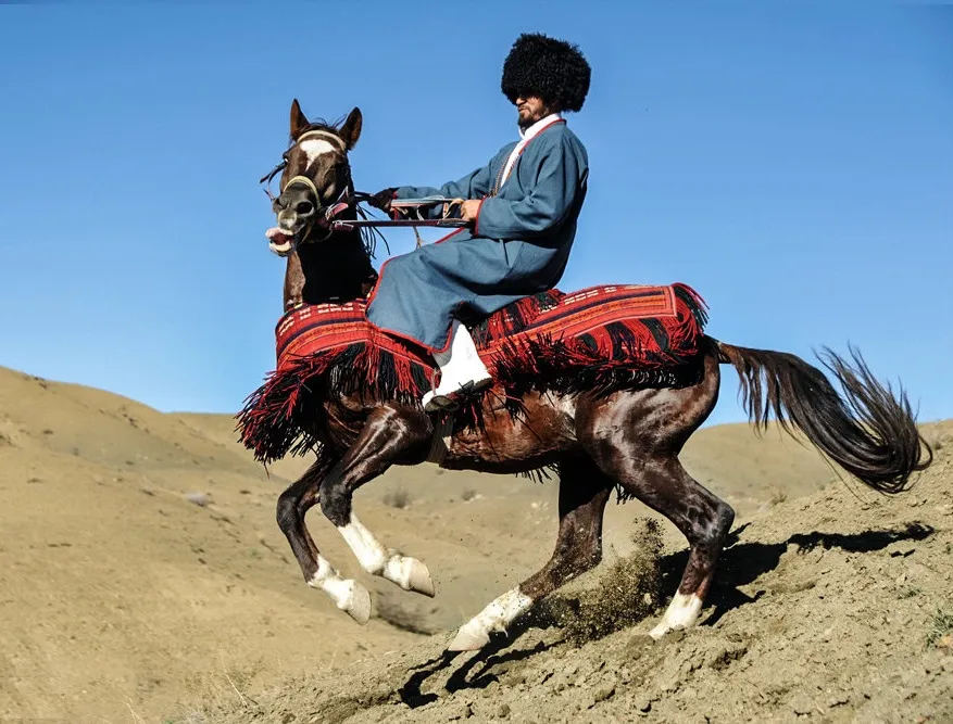 The Turkmen horse