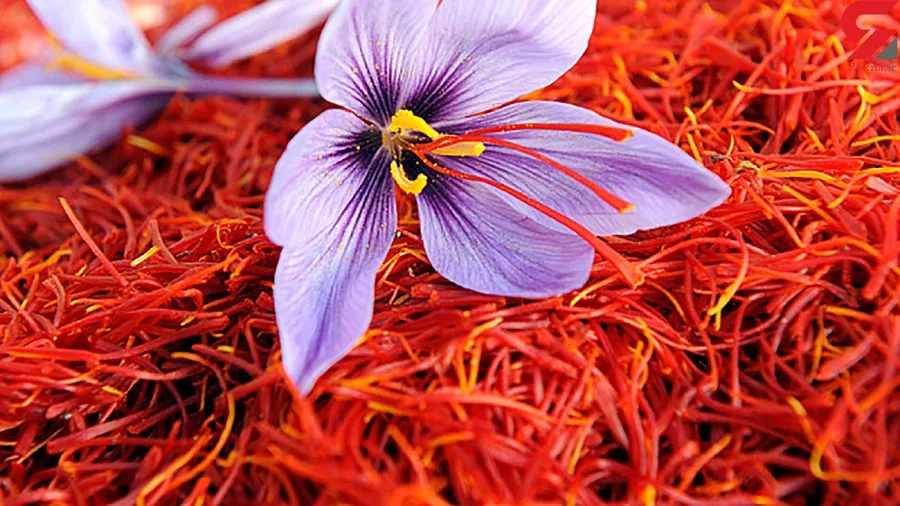 Purple saffron flowers with red stigmas